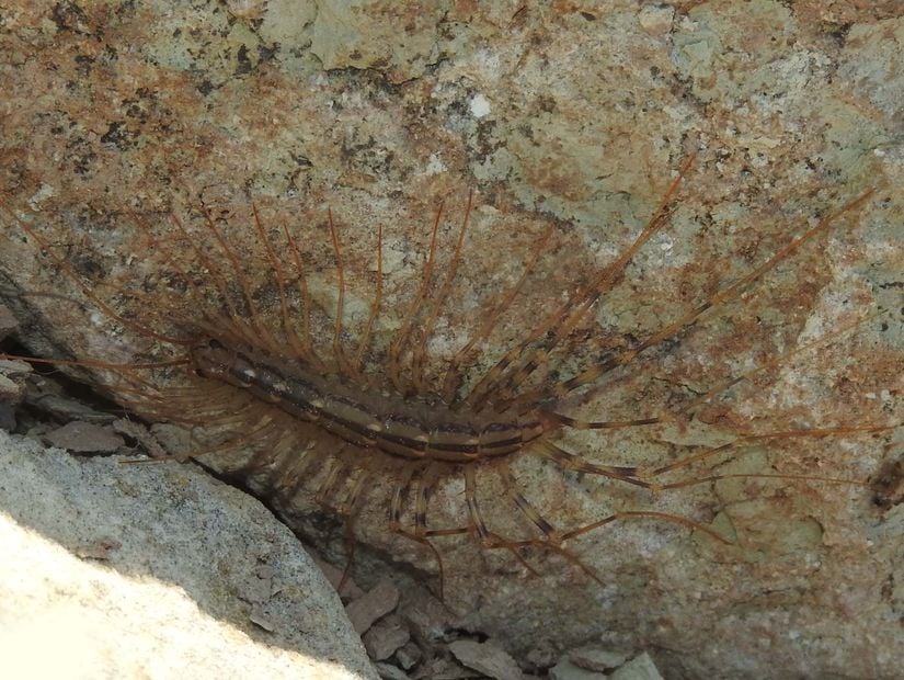 Ev çıyanı (Scutigera coleoptrata)