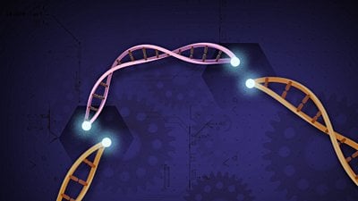 Evrimsel Duraksama: Genler Arası Rekabet, Evrimin Hızını Doğrudan Etkileyebilir!