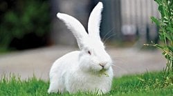 Baskın olan gri tavşanla albino tavşan çiftleşmesinden, yavru bir albino tavşan elde etmemiz mümkün mü?