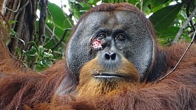 Yüzündeki Yarayı Ağrı Kesici Etkisi Olduğu Bilinen Bir Bitkiyle Tedavi Eden Orangutan Gözlendi!