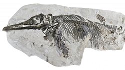 Maket Sanılan Fosilin 30 Yıl Sonra Gerçek Olduğu Anlaşıldı!