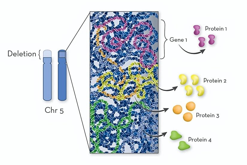 Cri Du Chat Sendromunda silinen bölgede, birkaç düzine ila yüzlerce arasında değişen sayıda gen bulunmaktadır. Bu genlerden bazılarında genin iki yerine sadece bir kopyası olduğu için, Cri Du Chat Sendromu olan kişiler genlerin kodladığı proteinlerden yeterince üretemezler. Bu proteinlerin işlevlerinin yerine getirilmemesi sendromun özelliklerine katkıda bulunur.