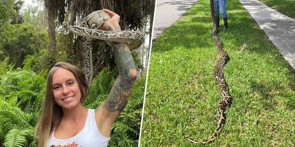 Record Python Removal In Florida Challenge Draws Hundreds - Grand ...