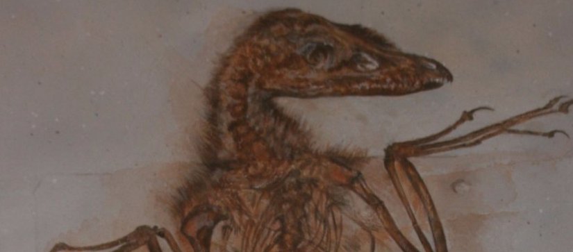 Yeni Bir Araştırma, Dinozorların Atalarında Tüylerden Ziyade Pulların Yaygın Olduğunu Düşündürüyor!