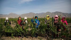 Climatic Zoning Of Xinjiang Enhances Quality Of Local Wines