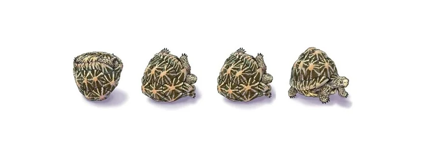 Gömböc'e benzeyen Hint Yıldız Kaplumbağası