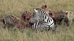 Sırtlanların yakaladıkları avları mideden deşerek yemesi diğer büyük kedilerin boyundan ısırıp öldürmesine kıyasla daha az mı acı verir?