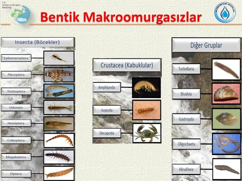 Üzerinde çalışmalar yürütülen bentik makroomurgasızların yer aldığı bir tablo.