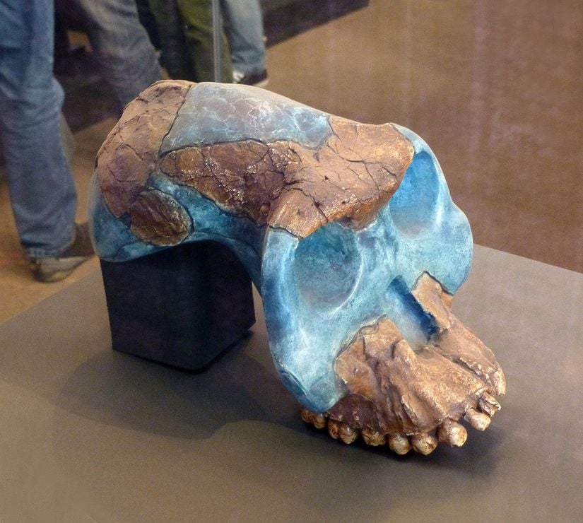 Australopithecus garhi