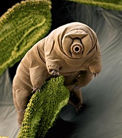 Uzaylıları bulursak onları nasıl tespit edebileceğiz?