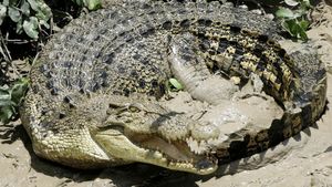 Crocodile Attacks Spark Urgent Safety Alerts For Vacationers