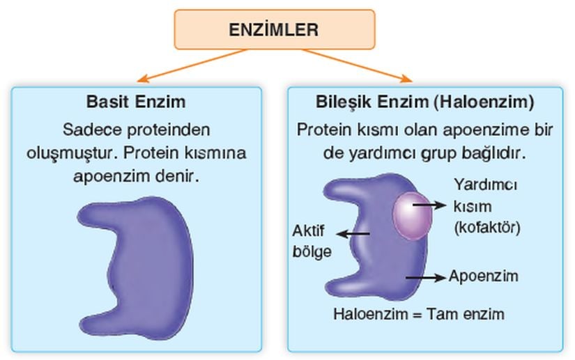 Yapısal açıdan enzim türleri ve kısımlarının gösterimi.