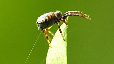 Örümcekler Havalanmak İçin Elektrik Alanı Kullanıyorlar!