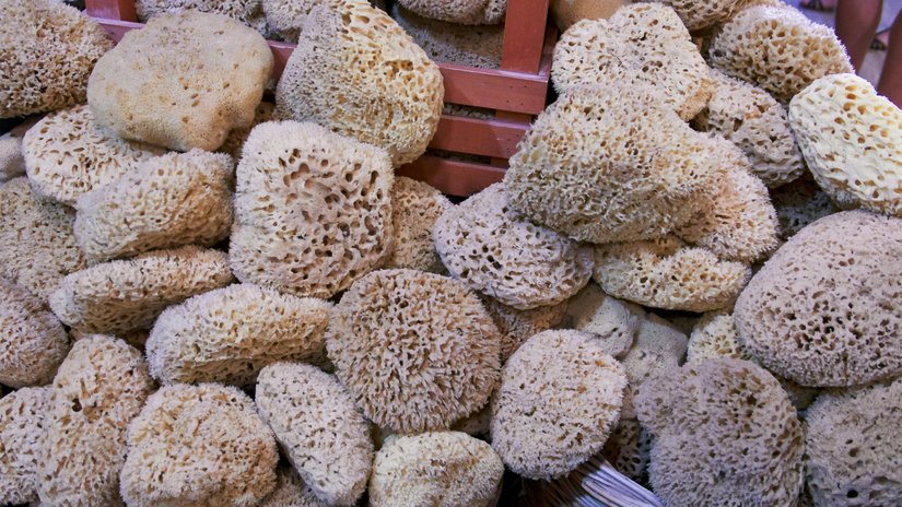 Sea Sponges