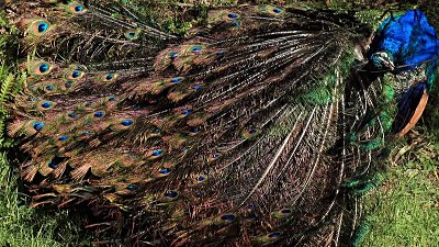 Handikap İlkesi ve Masraflı Sinyallerin Dürüstlüğü: Tavuskuşları, Potansiyel Eşlerini Neden Kuyruklarıyla Aldatamazlar?