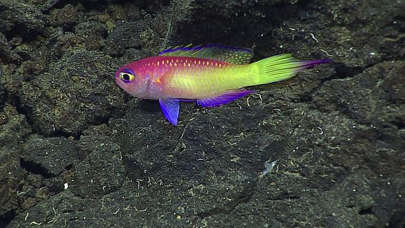 Bu güzel groppo ( Grammatonotus sp.) Eifuku Denizaltı Dağı'nda gözlemlendi. Bu dalış sırasında özellik araştırmasının tepesinde, kayalar arasında buna benzer küçük, renkli balıklar çok yaygındı. 25 Haziran 2016'da fotoğraflandı, Dalış 8. Fotoğraf Kredisi: NOAA Okyanus Araştırma ve Keşif Ofisi, 2016 Mariana Adaları'nın Derin Su Keş