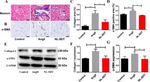 Non-lethal Sonodynamic Therapy Reduces Hypertensive Renal Fibrosis