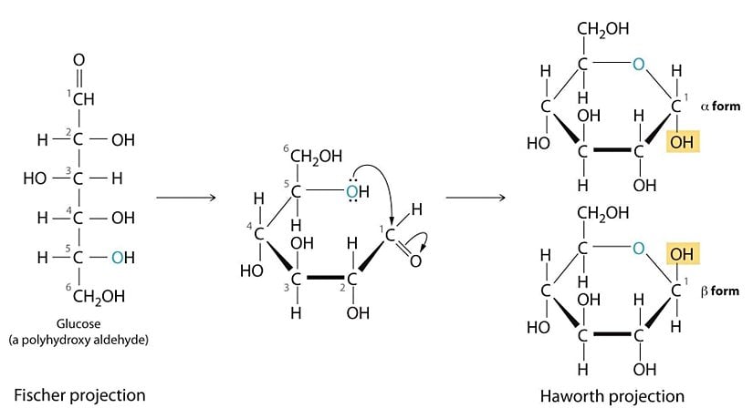 Fischer ve Hawort Projeksiyonları