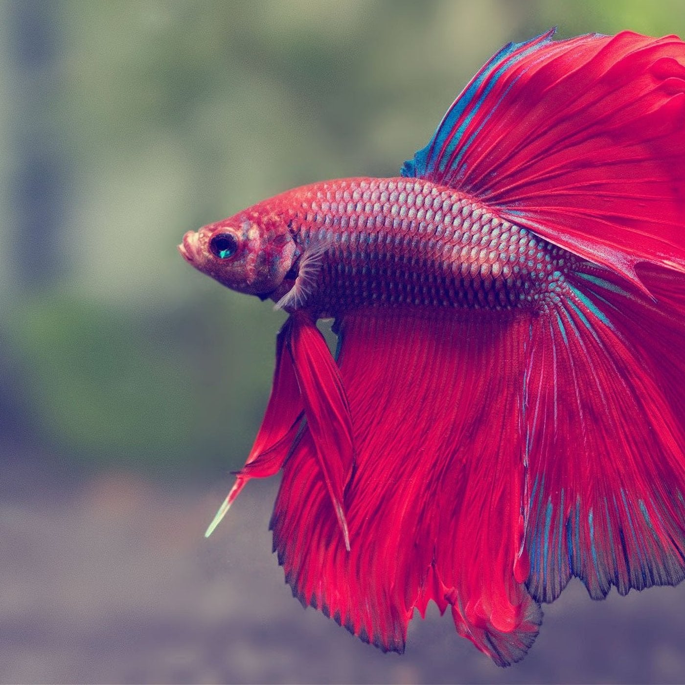 Evrim Ağacı ile Bilime Dair Her Şey!