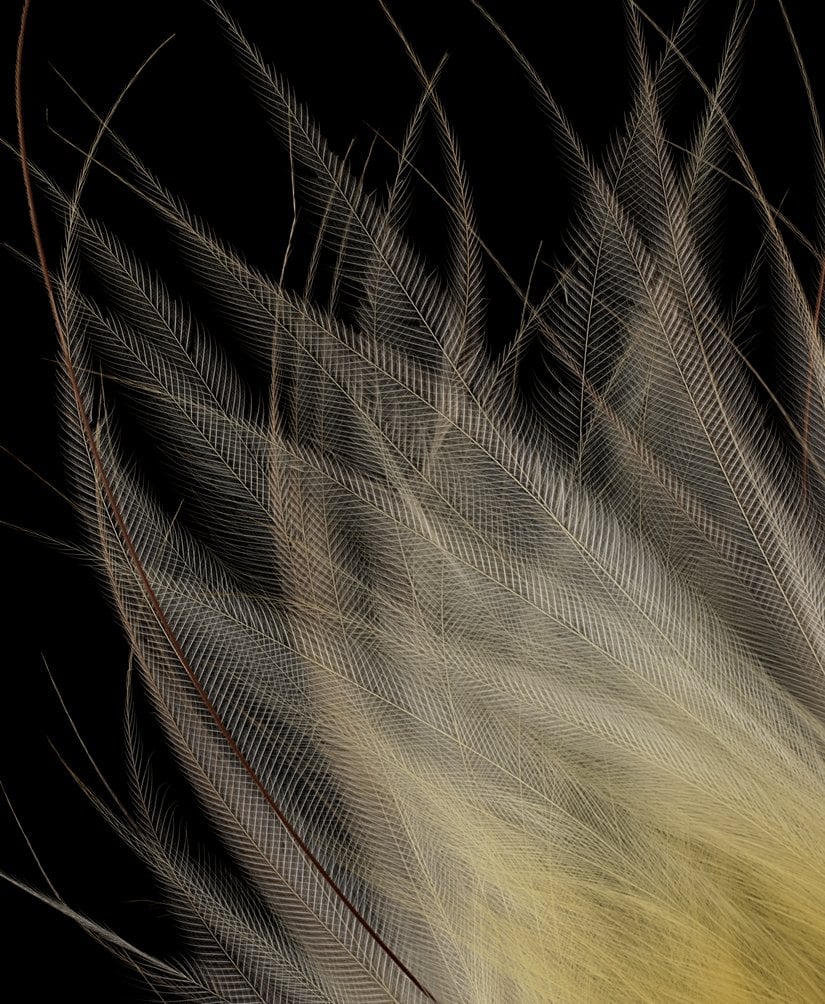 Küçük bir erkek Cennet kuşunun sarı tüyleri