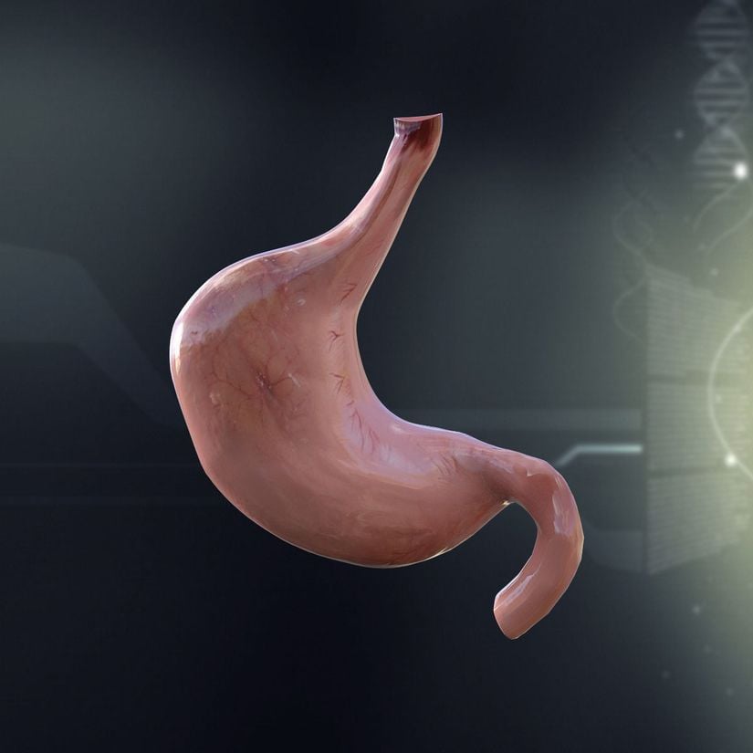 3D model Human Stomach Anatomy