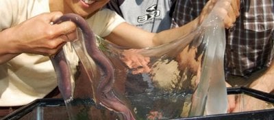 Hagfish ve İlginç Salgısı