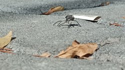 Bu canlının türü nedir?