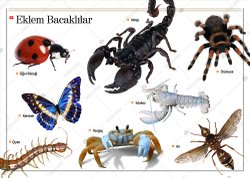 Eklembacaklılardan çok korkuyorum. Sebebi ne olabilir?