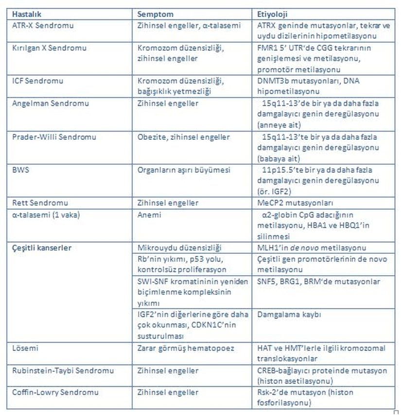 Tablo 1. Epigenetik hastalıklar, sebepleri ve semptomları. Epigenetik değişiklikler frajil (kırılgan) X sendromu, Angelman sendromu, Prader-Willi sendromu ve çeşitli kanser tipleri gibi insanlarda görülen hastalıklardan sorumludur. Kısaltmalar: ATR-X sendromu, alfa-talasemi, (mental) retardasyon, X bağlantılı; BWS, Beckwith–Wiedemann sendromu; CREB (cAMP-response-element-binding protein), uzun dönemli hafızada etken bir protein; HAT, histon asetiltransferaz; HMT, histon metiltransferaz; ICF, immün (bağışıklık) yetmezliği, sentromerde düzensizlik (centromeric region instability) ve yüz anomalileri sendromu (facial anomalies syndrome); UTR, çevrilmemiş bölge (untranslated region). Görsel Kaynağı: Egger, G. et al. Epigenetics in human disease and prospects for epigenetic therapy. Nature 429, 459 (2004).