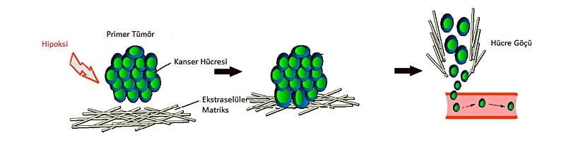 Hipoksi durumunda tümör hücreleri anjiyogenetik fenotipe sahip olur ve VEGF aracılığıyla endotel hücrelerinin geçirgenliğini artırarak metastaz sağlarlar.