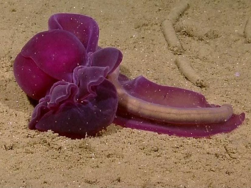 En gelişmiş omurgasızlar arasında yer alan palamut solucanları...