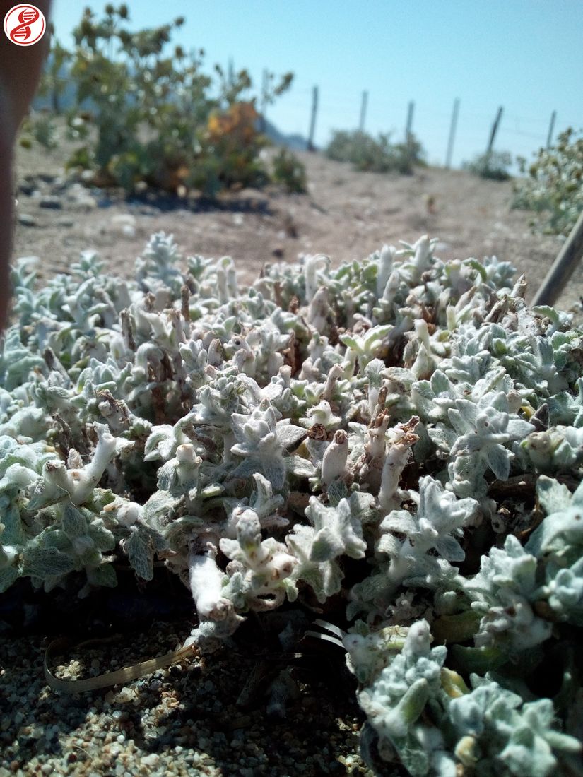 Çocukotu (Otanthus maritimus), Bursa.