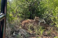 One of four Kruger Park lions on the loose recaptured