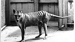 Bilim İnsanları, Nesli Tükenmiş Olan Tazmanya Kaplanı'nı Gen DüzenlemeYöntemiyle Geri Getirmeyi Planlıyor