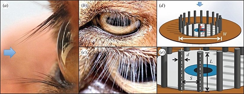 Memeli hayvan gözleri ile bu gözlerin mekanik bir modeli...