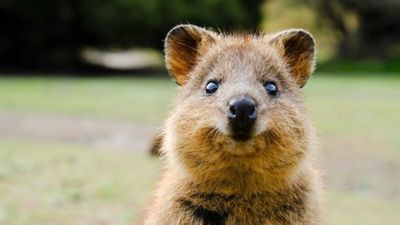 Quokka (Setonix brachyurus)