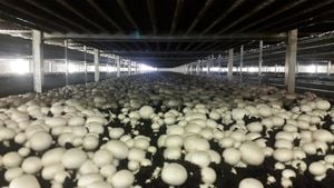 Bipartisan Act Aims To Protect Pennsylvania Mushroom Farmers