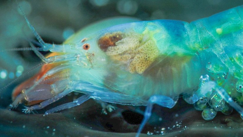 Kabuklular (Crustacea)