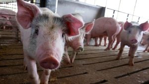 First Case Of Avian Flu Detected In U.S. Pigs