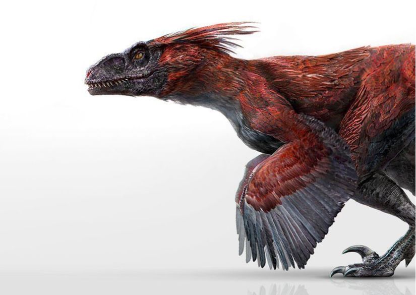 Jurassic World: Dominion filminden Pyroraptor tasarımı. Ellerin duruşu, dudaksız ağız ve yüzdeki tüylerin başlangıç yeri hatalı.