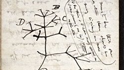 Darwin'in Evrim Ağacı Çizimi Üzerinden Evrimi Anlayın!