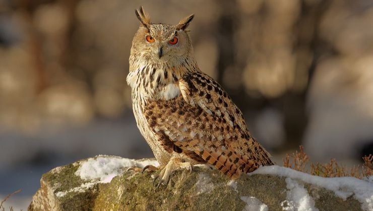 Puhu (Bubo bubo)