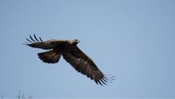 Kaya kartalı (Aquila chrysaetos)