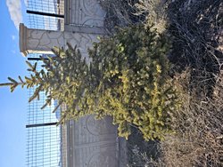 Bu ağacın türü nedir?