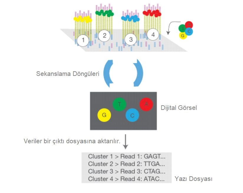 Her sekans döngüsünde, 3' ucunda bulunan florofor nedeniyle yalnızca bir baz okunabilmektedir. Aynı anda yüzlerce farklı fragmentte aynı işlemin yapılması, bu metodu hızlı kılan etmenlerden birisidir. Her döngüde yalnızca bir baz okunuyor olması, "n" tane döngüde "n" tane baz okunabilir anlamına gelmektedir.