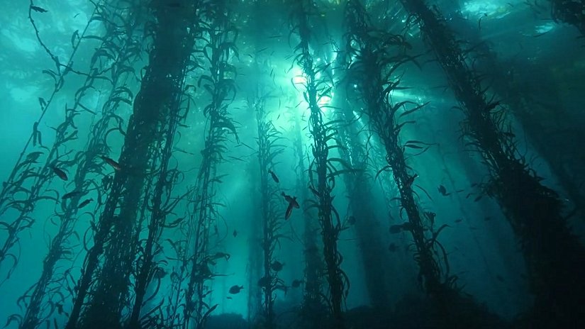 İklim Krizi ile Mücadelede Ormanları Korumak Önemli; ancak "Deniz Ormanlarını" Korumak Çok Daha Önemli!