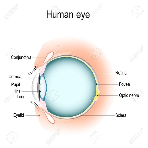 Hayal etmesi oldukça zor olduğundan şematik bir çizimini göstermeyi uygun bulduğum konjonktivaya dair bir görsel. Konjonktivanın üst ve alt köşelerde nasıl bir kıvrım yaparak gözün alt ve üstündeki boşluklara geçişi önlediğine dikkat edin.