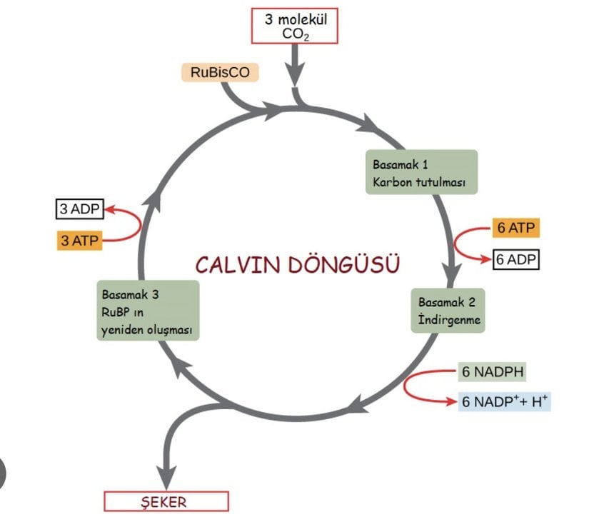 Calvin Döngüsü