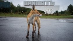 Çernobil'in Yaban Hayatı: Felaketin Ardından Doğa Nasıl Değişti?