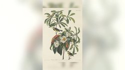 ABD Vahşi Yaşam Yetkilileri 21 Türün Neslinin Tükendiğini İlan Etti ve Bu Türleri Tehlike Altındaki Türler Listesinden Çıkardı.